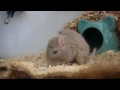 GERBILS: Cherrry and Olive 2