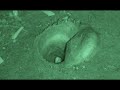 Incredible Aussie Trapdoor Spider! Incredible Aussie Trapdoor Spider!