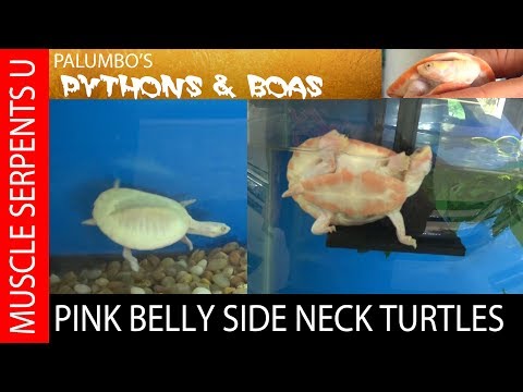 YouTube reptile video