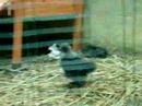 Chicken Dirt bathing