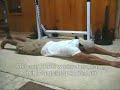 Top 8 Low Back Exercises Without Any Equipment