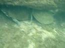 Barbour's Map Turtle hiding under log 3 meters under water.  Natural resting behavior besides basking out on snags.