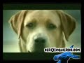 desengaño amoroso perruno desengaño amoroso perruno