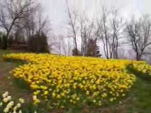 Daffodil Garden