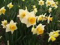 Daffodil Garden