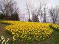 Daffodil Garden