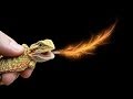 bearded dragons eat dubia, anole, and scorpion. breeding and egg laying at bloodbankdragons.