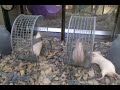Mouse Bully