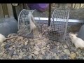 Mouse Bully
