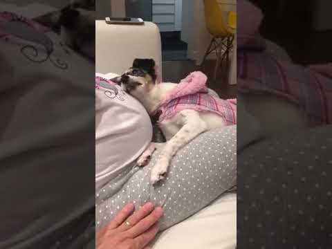 Miłość psa do kobiety w ciąży i dziecka