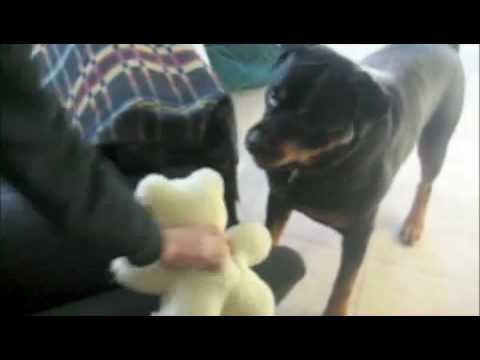 one rottweiler