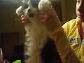 CAAT IM A KITTY CAT!