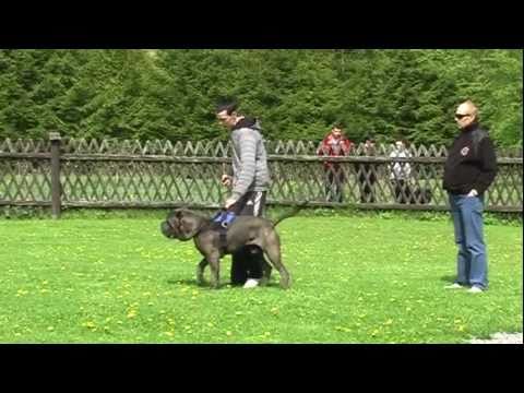 bandog