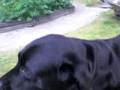 Livia 080721