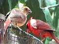 baby cardinal feeding baby cardinal feeding