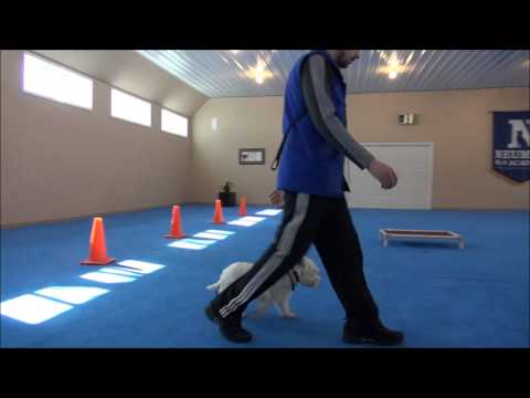 how to train west highland terrier puppies