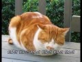 だんご大家族動画6
