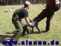 Dogo Canario NVBK