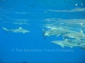 2008 (04) South Seas (Sharks 1) TATC