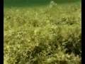 Midges: Chapter 5 of the Bugs of the Underworld DVD