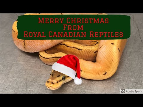 YouTube reptile video