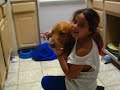 bela the golden retriever superdog!