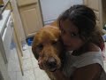 Bela, the Golden Retriever SUPERDOG!