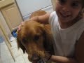 bela the golden retriever superdog!