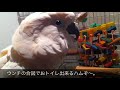 Click here to watch this video トイレトレーニング