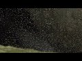 A walk to the Tarawera Falls  .wmv