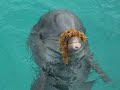 sonidos de delfines (sounds of dolphins)
