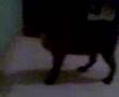 gata boluda jajajajaja