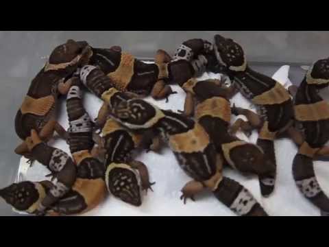 YouTube reptile video