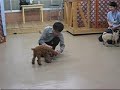 ドッグアミューズメント迎賓館において10月27日に、パピーパーティが開かれました。