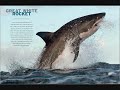 sharks part 2 again sharks part 2 again