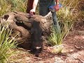 Tasmanian Devil feeding