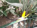 Troublant Trio-Bajo de la Palmera