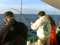 Tautog Fishing on The North Star, Ocean City, NJ