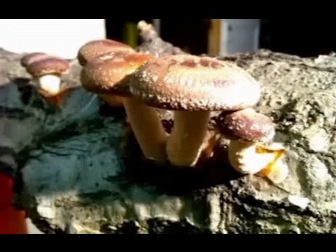 how to grow shiitake mushrooms