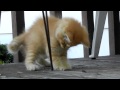 Funny Kitten Vs Leaf - animals, cats, cute, kitten, leaf, pets, playing, funny