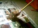 My Hamster George