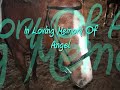 In Memory Of Angel