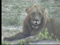 Lions Dec 25-26 Nkorho Pan Part 1