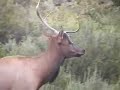 Drop Tine Elk Drop Tine Elk
