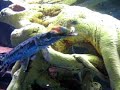 Alligator gar fish eats live prey at my tank Alligator gar fish eats live prey at my tank