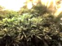 EVA SEEDS-Monster