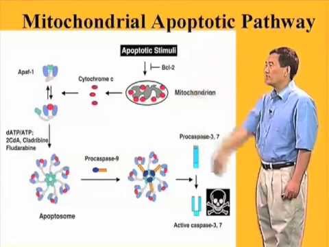 The mitochondrial or intrinsic apoptotic pathway – Xiaodong Wang