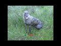 criadero de perros galgo-choiqueros, Quella