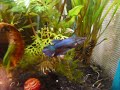 10 gallon betta tank