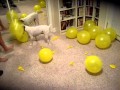 Jack Russell popping balloons
